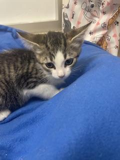 Kitten 28177 (Star), photo 2