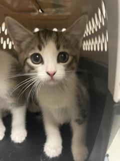 Kitten 28177 (Star), photo 3