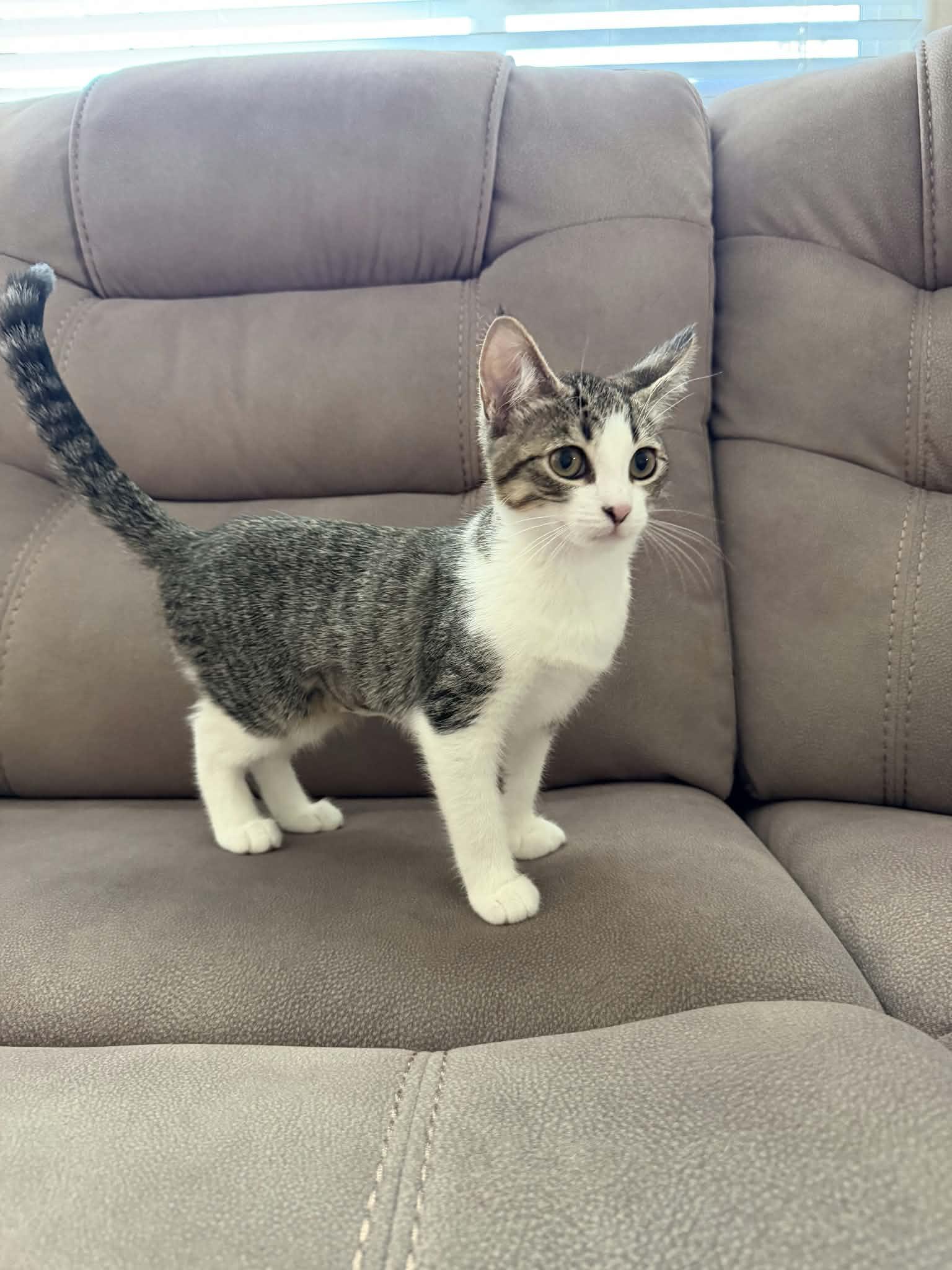 Kitten 28177 (Star), photo 4