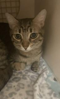 Butterfinger, a cat for adoption from The Cat House on the Kings