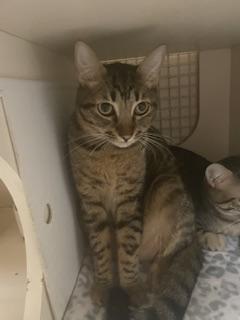 Reeces, a cat for adoption from The Cat House on the Kings