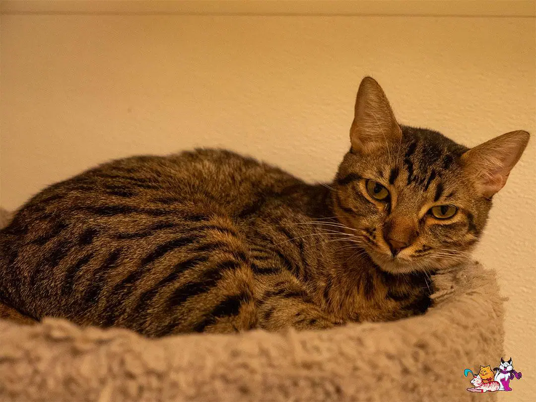 Reeces - Tabby