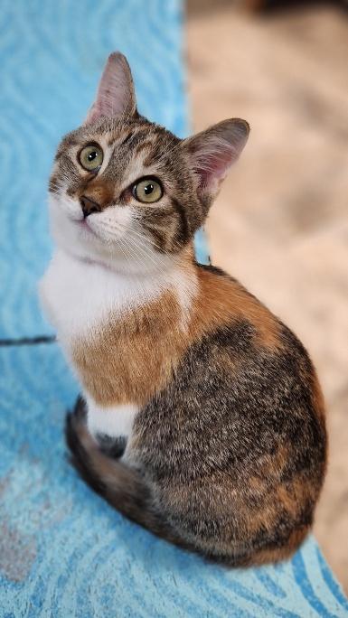 Kitten 28002 (Katniss), Calico