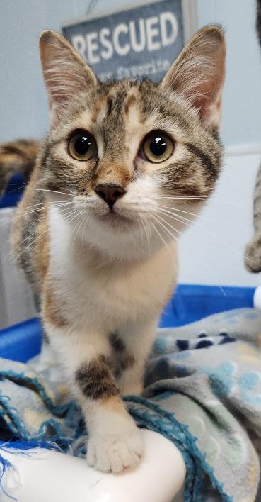Photo 2 of Kitten 28002 (Katniss)