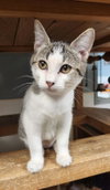 Kitten 28004 (Freckles) — Parlier, CA Adoption