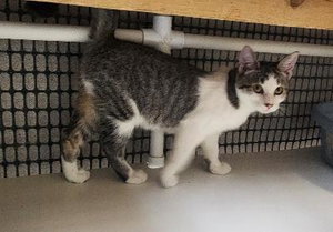 Kitten 28004, photo 3