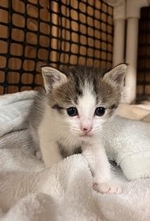Kitten 28004, photo 4