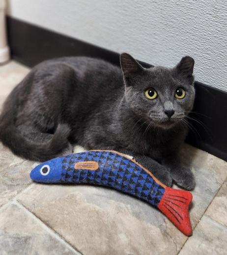 Kitten 28269 (Jackson), Russian Blue