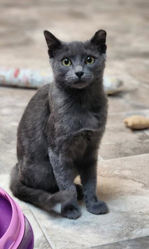 Kitten 28269, photo 2