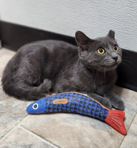 Kitten 28269 (Jackson), photo 3