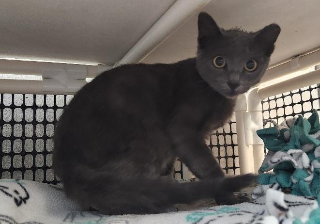 Kitten 28269 (Jackson), photo 4