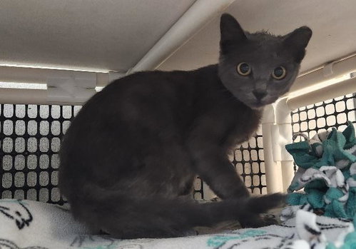 Photo 4 of Kitten 28269 (Jackson)