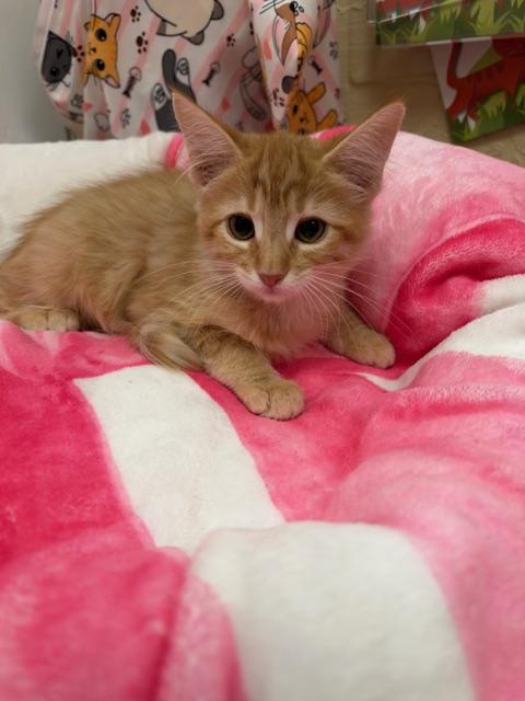 Blaze, Domestic Medium Hair