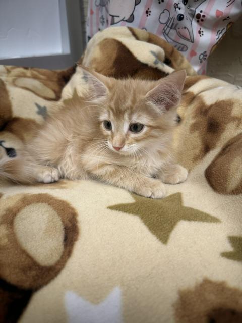 Photo 2 of Blaze