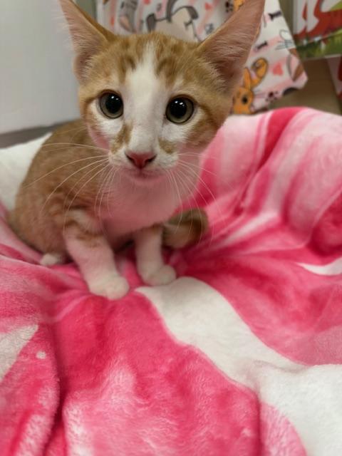 Colby, Domestic Short Hair
