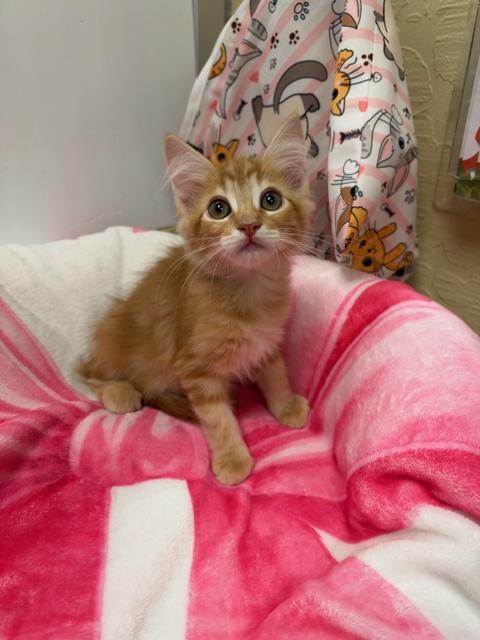 Flame, Domestic Medium Hair