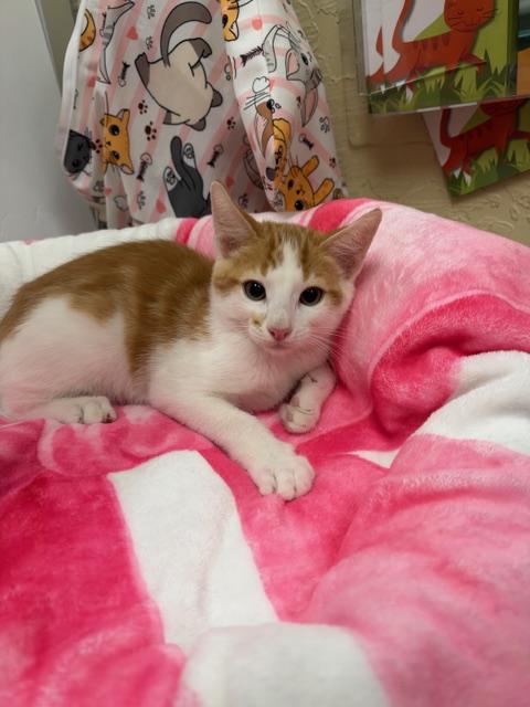 Nemo, a cat for adoption from The Cat House on the Kings