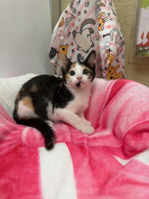 Winnie, a cat for adoption from The Cat House on the Kings