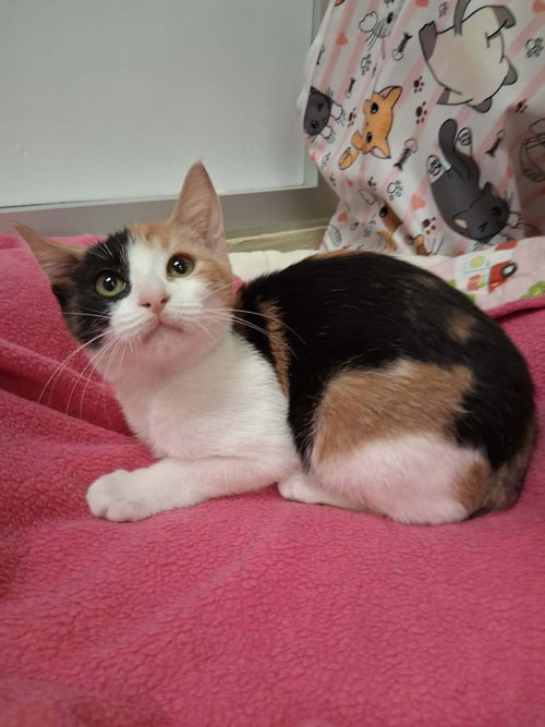 Antonella, a cat for adoption from The Cat House on the Kings