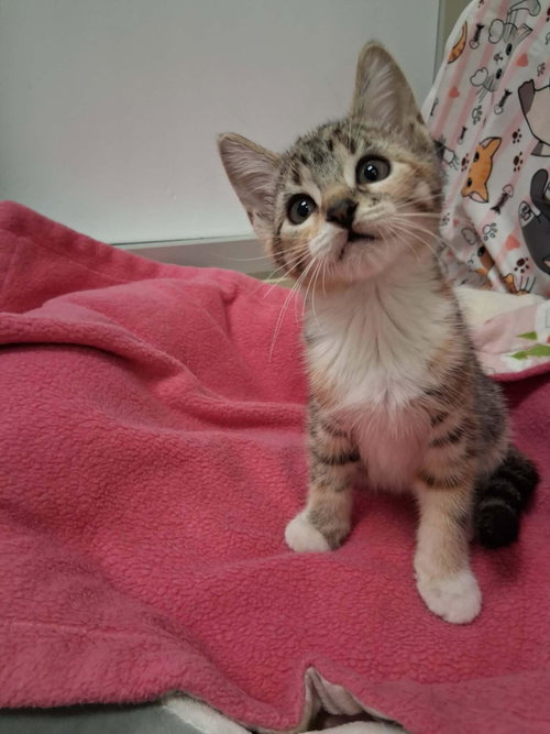 Diana, a cat for adoption from The Cat House on the Kings