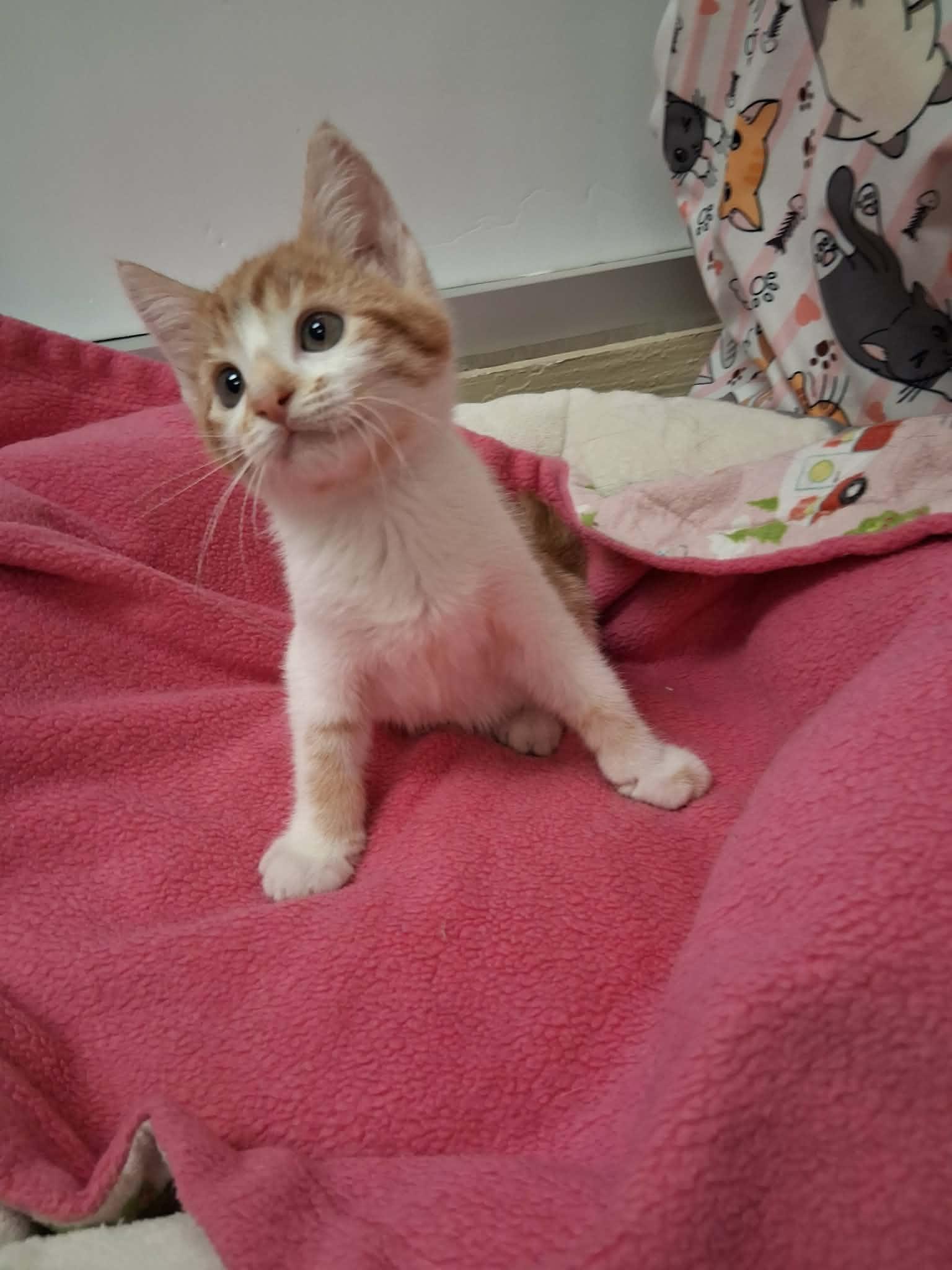 Parker, Tabby