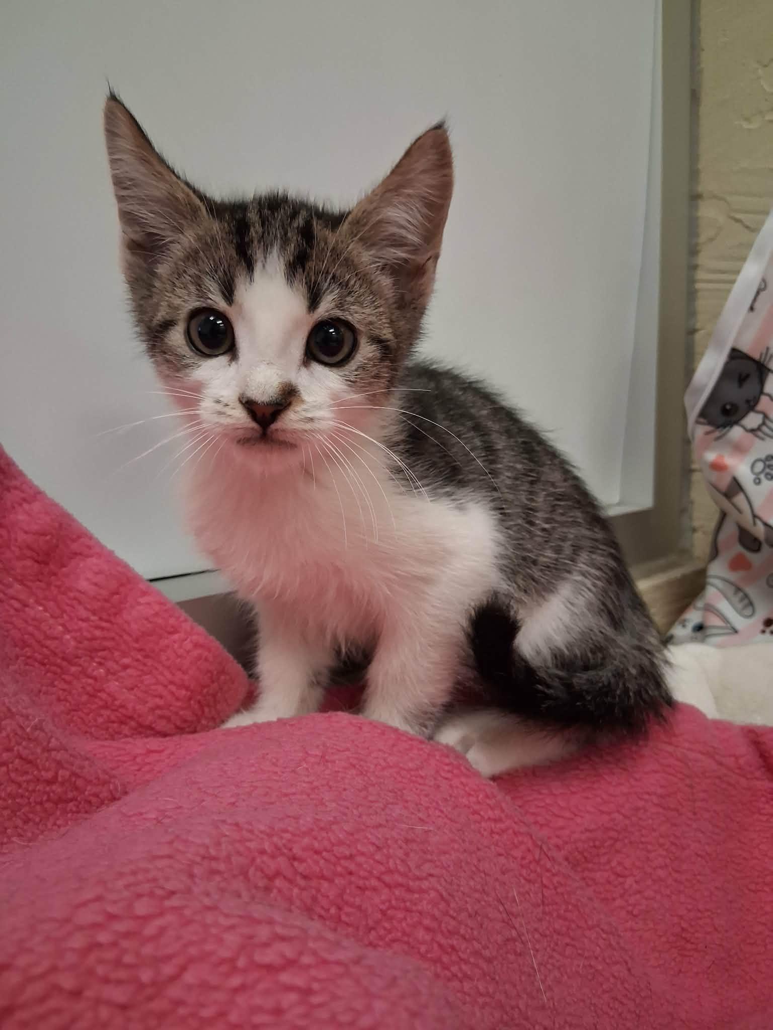 Sprite, Tabby