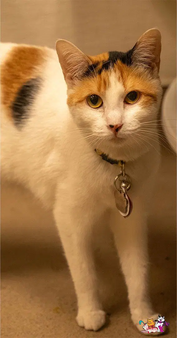 Sunflower - Calico
