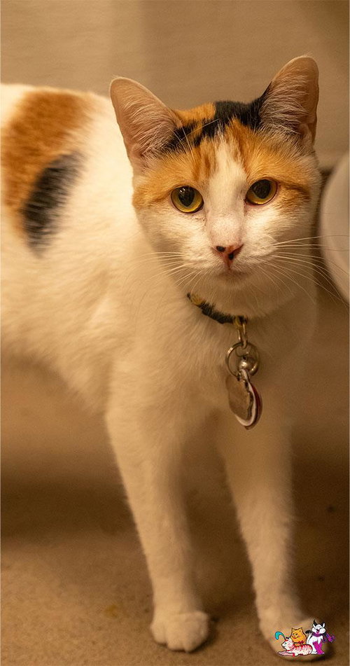 Sunflower, Calico