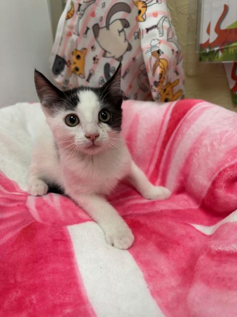 Becky, a cat for adoption from The Cat House on the Kings