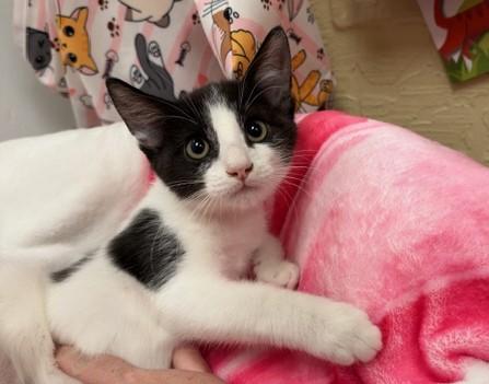 Benji, a cat for adoption from The Cat House on the Kings