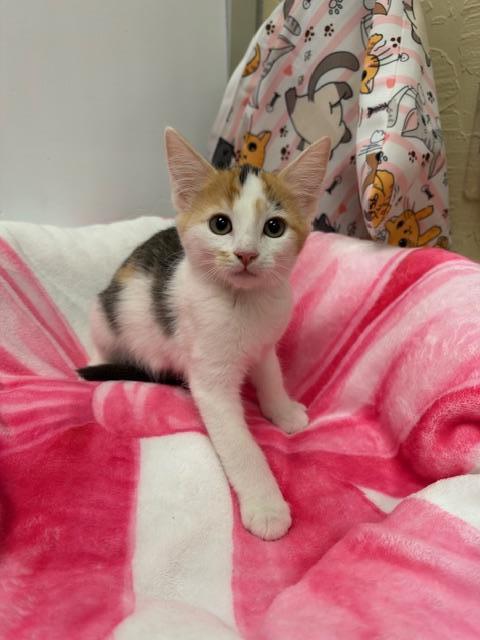 Betty Lou, a cat for adoption from The Cat House on the Kings