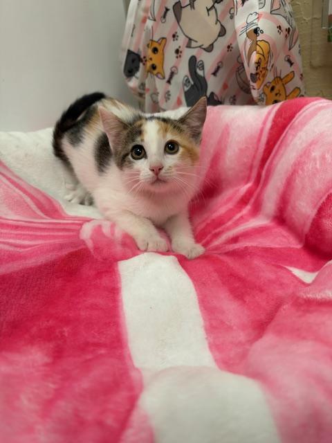 Bunny, a cat for adoption from The Cat House on the Kings