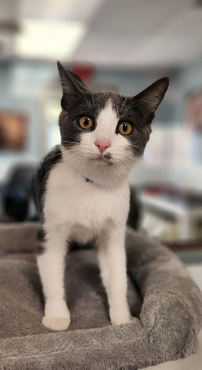 Kitten 28258 (Leo)