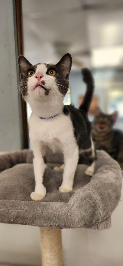 Kitten 28258 (Leo), photo 2