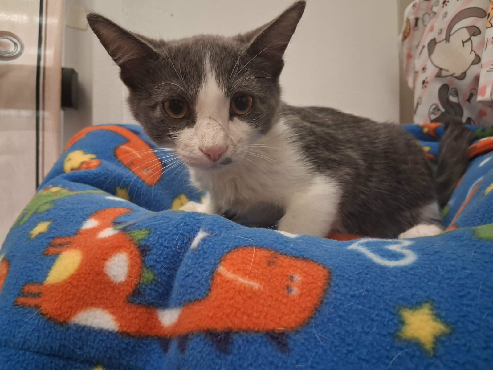 Kitten 28258 (Leo), photo 3