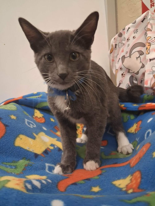 Storm, a cat for adoption from The Cat House on the Kings