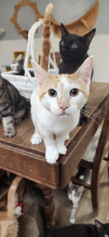 Cat  Strudel