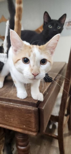 Cat 27852, photo 2