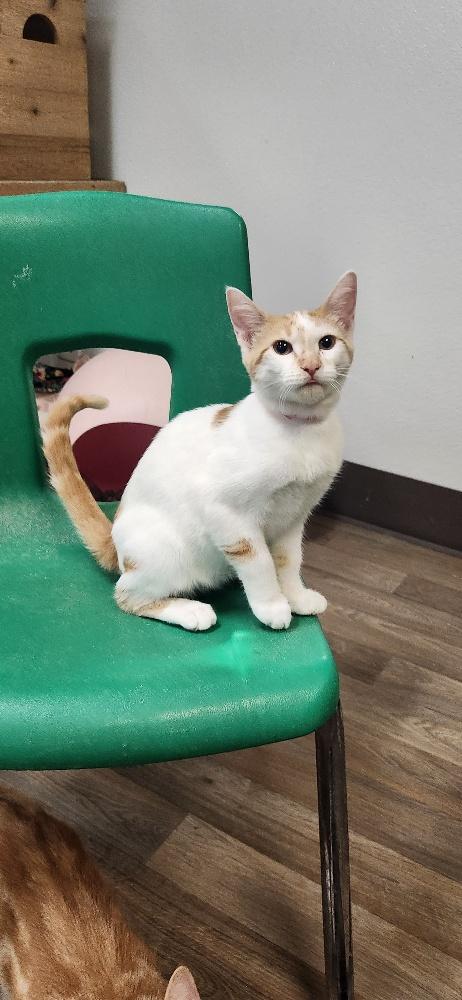 Photo 3 of Cat 27852 (Strudel)
