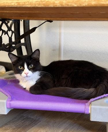 Cat 27771 (Webster), photo 2