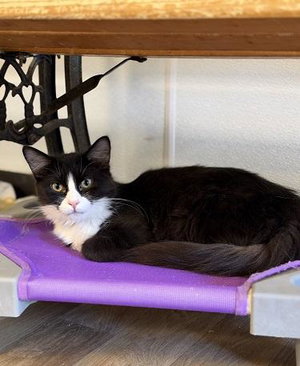 Cat 27771, photo 2