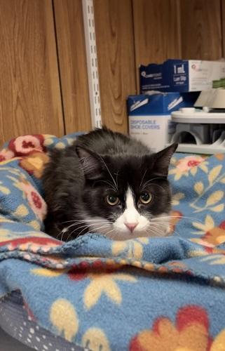 Cat 27771 (Webster), photo 3