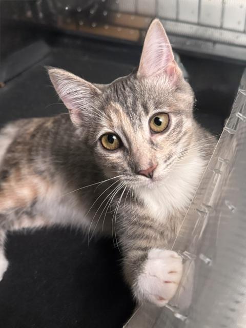 Feyra, a cat for adoption from The Cat House on the Kings