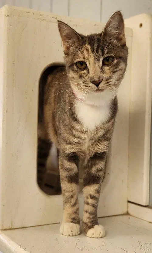 Feyra - Dilute Calico