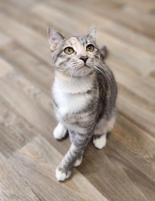 Cat 28165, photo 2