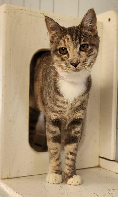 Cat 28165, photo 3
