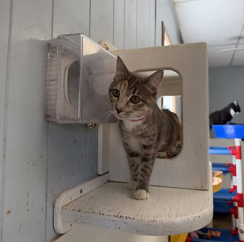 Cat 28165, photo 4
