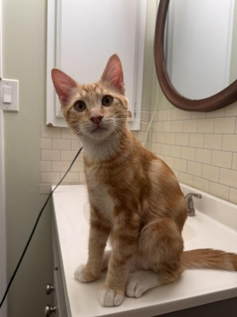 Lucian, a cat for adoption from The Cat House on the Kings