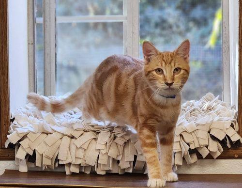 Cat 28164 (Lucian), Tabby