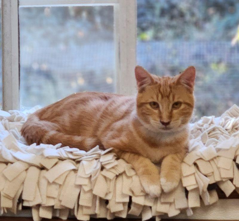 Cat 28164 (Lucian), photo 2